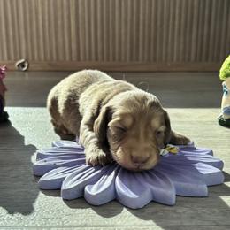 Chocolate shaded cream - Cream female Dachshund puppy in Crestview, Florida from Neverending Dachies