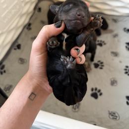 Orange Boy - Black and tan male Dachshund puppy in Lexington, Kentucky from Wilderness Weenies