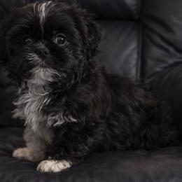 Black Boy - Black and white male Shih Tzu puppy in Hillsdale, Michigan from Prairie Fen Farm