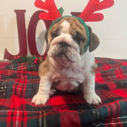 Mae - Red and white female Bulldog puppy in Lakeland, Florida from Fur Love And Puppies