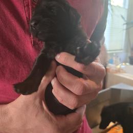 Girl 1 - Black female Flat-Coated Retriever puppy in Reno, Nevada from Clear Creek Kennel