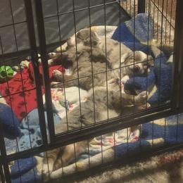 Miniature Australian Shepherd Puppies from Mid-Plains Mini Aussies