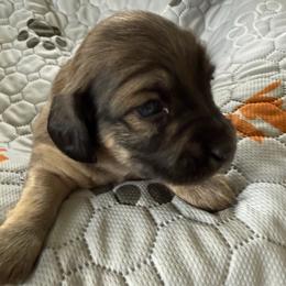 Blue Collar Male - Red male Dachshund puppy in Madison, Michigan from Jensen Dobermans and Dachshunds