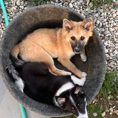 Icelandic Sheepdog Puppies from Windswept Icelandic Sheepdogs