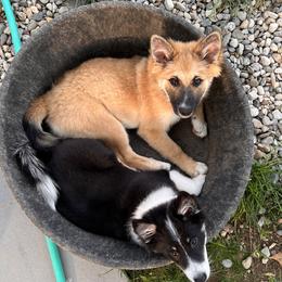 Icelandic Sheepdog Puppies from Windswept Icelandic Sheepdogs