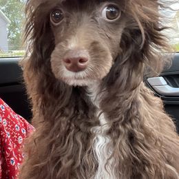Chinese Cresteds and Pomeranians from No Hair Here