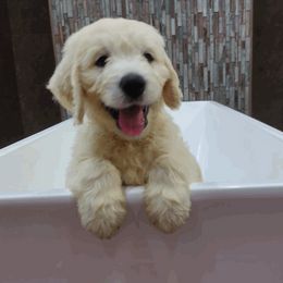 Goldendoodle Puppies from SUPERDog Doodles