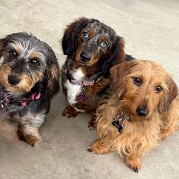 Dachshunds from Waggin Beach Paradise Doxies