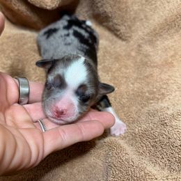 Girl 3 - Blue merle female Miniature Australian Shepherd puppy in Olean, New York from Windy River Mini Aussie