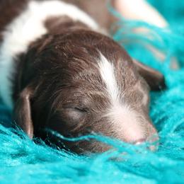 Flik - Parti male Poodle puppy in Ephrata, Washington from NCR Ranch