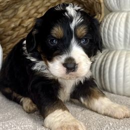 Girl 4 - Tri-color female Bernedoodle puppy in Russiaville, Indiana from Pleasant Creek Minibernedoodles