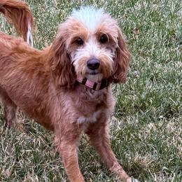 Sadie - Goldendoodle