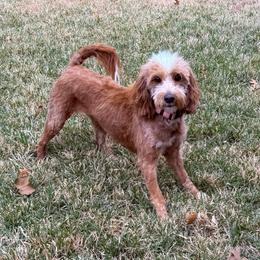 Sadie - Goldendoodle