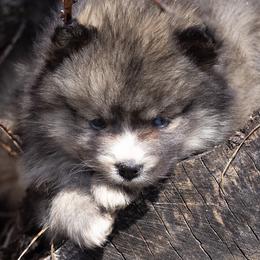 Pomsky Puppies from New World Pomskies