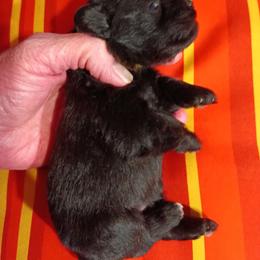 Chopper - Black male Miniature Schnauzer puppy in Midland, Texas from Shebbies Puppy Palace