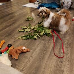 Shih Tzu Puppies from Willow Lane Shih Tzus