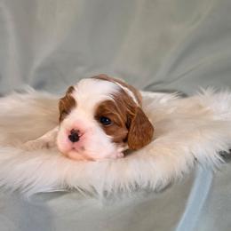 Felix - Blenheim male Cavalier King Charles Spaniel puppy in Bonney Lake, Washington from House of Happy Cavaliers