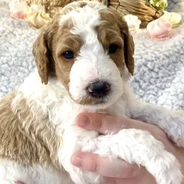 Poodles from Happy Hill Poodle