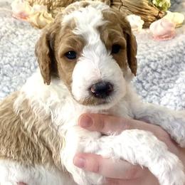 Poodles from Happy Hill Poodle