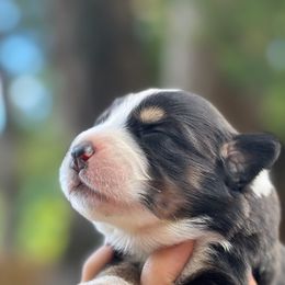 Haven - Black tri-color female Australian Shepherd puppy in Orlando, Florida from Skaky Shepherds