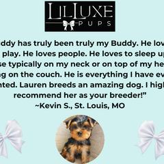 Morkie and Shorkie Puppies from Lil Luxe Pups