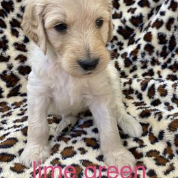 Goldendoodle Puppies from FURever Goldendoodles