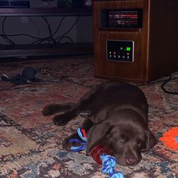 Dilute Retriever and Labrador Retriever Puppies from CKB Labradors