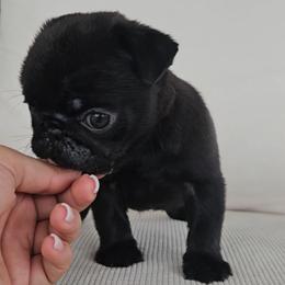 Male N2 - Black male Pug puppy in Jacksonville, North Carolina from Coliseum de Cassiope