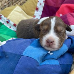 Klaus - Red tri-color male Australian Shepherd puppy in Trail, Oregon from Stapp's Australian Shepherds