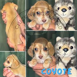 Coyote - Cream male Dachshund puppy in Fond Du Lac, Wisconsin from Clucking Homestead Springers & Dachshunds