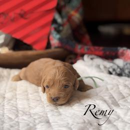 Remi - Red female Cockapoo puppy in Alexandria, Alabama from Bright and Beautiful Cockapoos and Doodles
