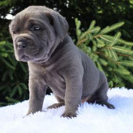Diesel - Gray male Cane Corso puppy in Seattle, Washington from Grande Kennels