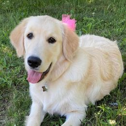 Golden Retrievers from Precious Kennel Retrievers
