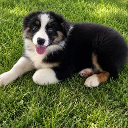 Girl 2 - Black tri-color female Australian Shepherd puppy in Lakeland, Florida from Diamond P Australian Shepherds