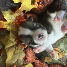 American Corgi and Pembroke Welsh Corgi Puppies from Cascadian Space Coast Corgis LLC