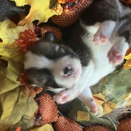 American Corgi and Pembroke Welsh Corgi Puppies from Cascadian Space Coast Corgis LLC