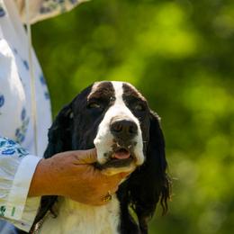 English Springer Spaniel All Grown Up from Llewellyn Farms English Springer Spaniels