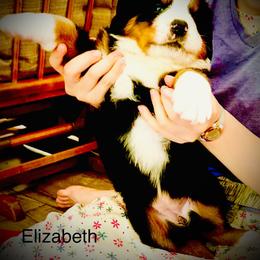 Elizabeth - Black rust and white female Bernese Mountain Dog puppy in Strasburg, Ohio from Lois Allison