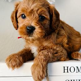 Meatball - Red male Cavapoo puppy in San Antonio, Texas from Cariad Doodles