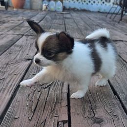 Xena - Red white and sable female Papillon puppy in Mountain Home, Arkansas from King's Papillons