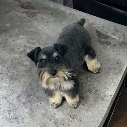 Miles - Miniature Schnauzer