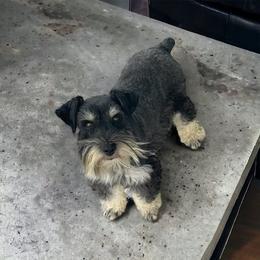 Miles - Miniature Schnauzer