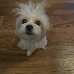 Maltipoo All Grown Up from Tiffany Akins