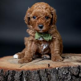 Boy 4 - male Goldendoodle puppy in Seymour, Missouri from Grace Acres Puppies