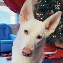 Yeti - German Shepherd