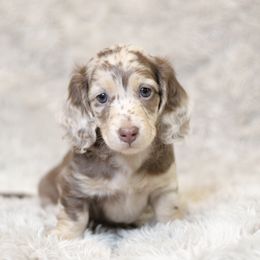 Dachshund Puppies from Sunshine Acres Dachshunds
