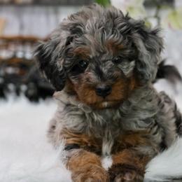 River - Blue merle male Bernedoodle puppy in Muskogee, Oklahoma from Lawler’s Legacy Litters