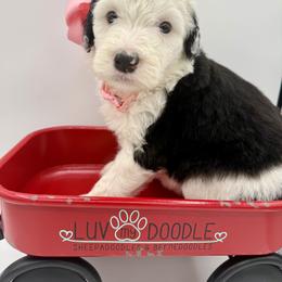 Pink collar - Black and white female Sheepadoodle puppy in Camden, North Carolina from Luv My Doodle