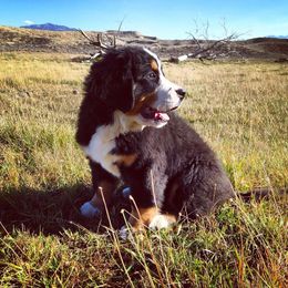 "Our breeding female: Monarda (FCI registered name Willow Bersaltyna) comes to us from Kennel Bersaltyna in Czech Republic." Bernese Mountain Dog Puppies from Grand Mesa Mountain Dogs