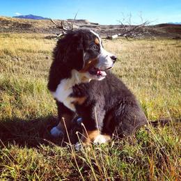 "Our breeding female: Monarda (FCI registered name Willow Bersaltyna) comes to us from Kennel Bersaltyna in Czech Republic." Bernese Mountain Dog Puppies from Grand Mesa Mountain Dogs
